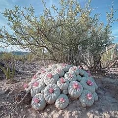 100 semi lophophora usato  Spedito ovunque in Italia 