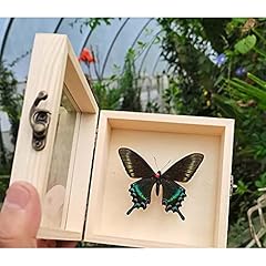 Guoyoocc butterflies specimen for sale  Delivered anywhere in UK
