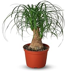 Palm ponytail live for sale  Delivered anywhere in USA 