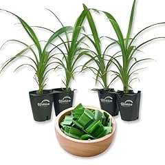 Pandan plant live for sale  Delivered anywhere in USA 