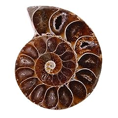 Conchiglia ammonite pezzi usato  Spedito ovunque in Italia 