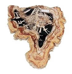 Tranche bois fossile d'occasion  Livré partout en France