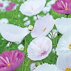 Cosmos flower seeds for sale  Delivered anywhere in UK