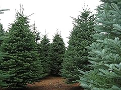 Noble fir seeds for sale  Delivered anywhere in USA 