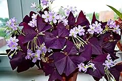 Oxalis triangularis plante d'occasion  Livré partout en France