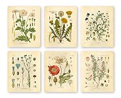 Ink Inc Botanical Prints Wildflower Prints Floral Wall for sale  Delivered anywhere in Canada