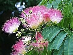 Silk mimosa tree for sale  Delivered anywhere in USA 