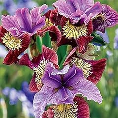 Blooming bearded iris for sale  Delivered anywhere in USA 