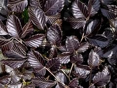 Direct plants copper for sale  Delivered anywhere in UK