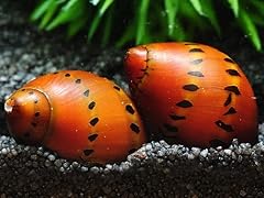 Onion snail aquarium for sale  Delivered anywhere in UK