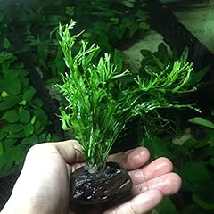 Greenpro anubias java for sale  Delivered anywhere in USA 