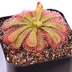 Drosera aliciae sundew for sale  Delivered anywhere in UK