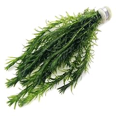 K2aqua stems bunch for sale  Delivered anywhere in UK