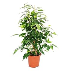 Exotenherz birkenfeige ficus gebraucht kaufen  Wird an jeden Ort in Deutschland