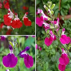 Garden salvia lips for sale  Delivered anywhere in UK