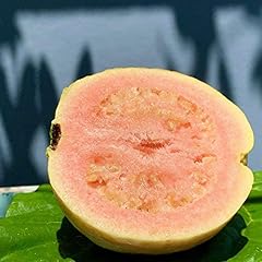 Guava tropical live for sale  Delivered anywhere in USA 