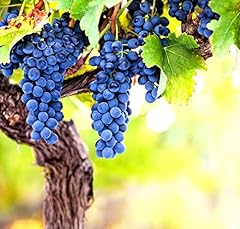 Wine grape vine for sale  Delivered anywhere in USA 