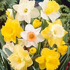 Daffodils narcissus mix for sale  Delivered anywhere in UK