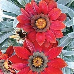 Gazania seeds kiss for sale  Delivered anywhere in USA 