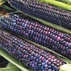 Corn blue hopi for sale  Delivered anywhere in UK