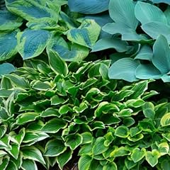 Pack mixed hosta for sale  Delivered anywhere in USA 