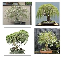 Willow bonsai tree for sale  Delivered anywhere in USA 