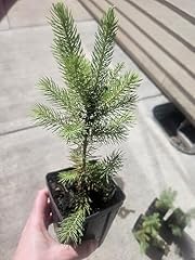 Colorado blue spruce for sale  Delivered anywhere in USA 
