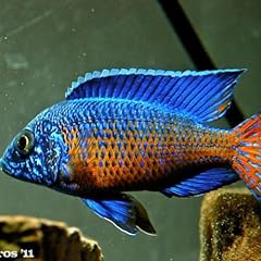 Mdoka flametail peacock for sale  Delivered anywhere in USA 