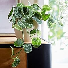 Plant theory 15cm for sale  Delivered anywhere in UK