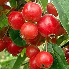 Malus robusta fruitilicious for sale  Delivered anywhere in UK