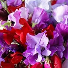 Sweet pea royal for sale  Delivered anywhere in UK