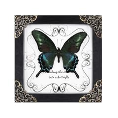 Papilio maackii butterfly for sale  Delivered anywhere in USA 