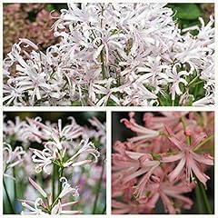 Nerine bowdenii vesta for sale  Delivered anywhere in UK