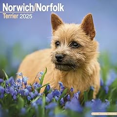Norwich norfolk terrier for sale  Delivered anywhere in UK