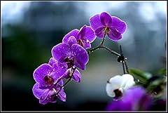 100pcs violet vanda for sale  Delivered anywhere in USA 