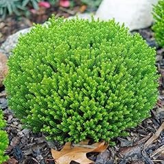 Hebe green globe for sale  Delivered anywhere in UK