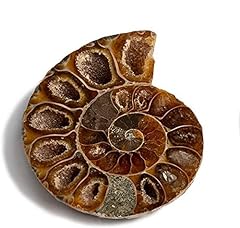 Serafino fossil ammonite d'occasion  Livré partout en France