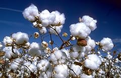 Cotton plant nr.5 for sale  Delivered anywhere in UK