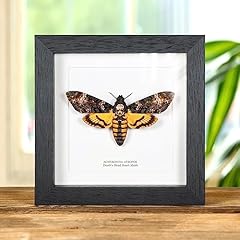 Deaths head moth for sale  Delivered anywhere in UK