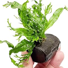 Planterest microsorum windelov for sale  Delivered anywhere in USA 