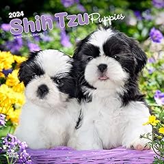 Shih tzu puppies for sale  Delivered anywhere in USA 