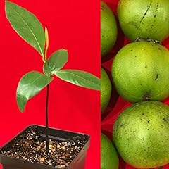 Black sapote diospyros for sale  Delivered anywhere in USA 