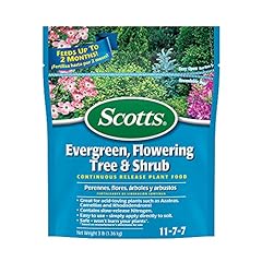 Scotts evergreen flowering for sale  Delivered anywhere in USA 