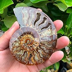 Stücke madagaskar fossilien gebraucht kaufen  Wird an jeden Ort in Deutschland