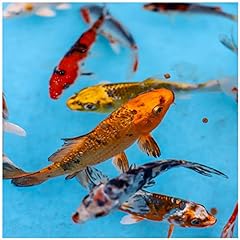 Live koi mix for sale  Delivered anywhere in USA 