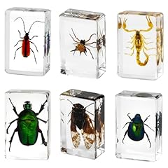 Insect resin specimen for sale  Delivered anywhere in UK