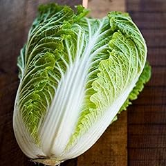 Chinese cabbage veg usato  Spedito ovunque in Italia 