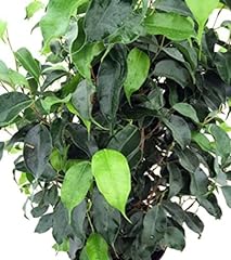 Wintergreen weeping fig for sale  Delivered anywhere in USA 