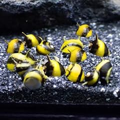 Horn nerite snail for sale  Delivered anywhere in UK