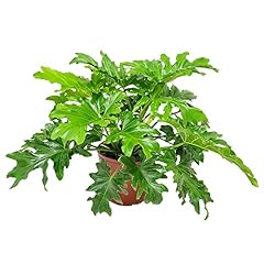 Philodendron selloum tree for sale  Delivered anywhere in USA 